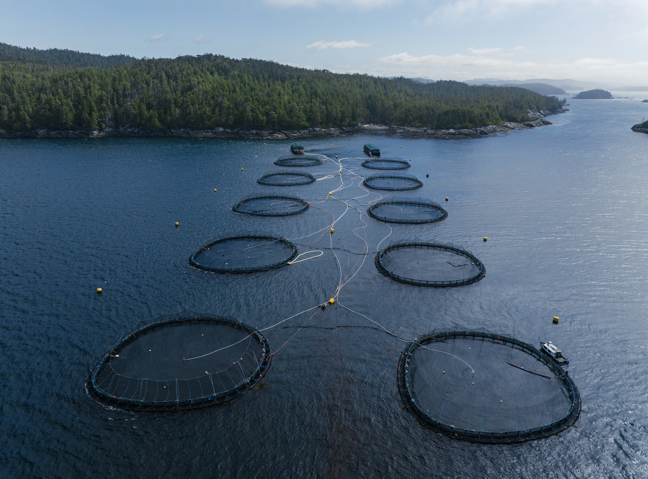 Mowi Canada West responding to naturally occurring plankton bloom near Port Hardy
