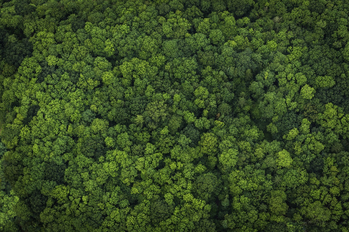 Rainforest